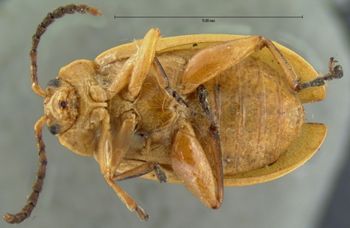 Media type: image; Entomology 18757   Aspect: habitus ventral view